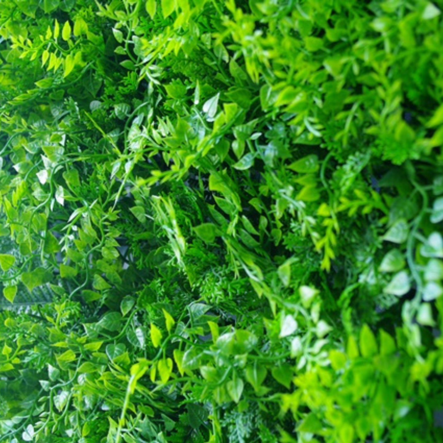 Sample Panel of Lush Fern Artificial Green Wall (Small Sample) UV Resistant